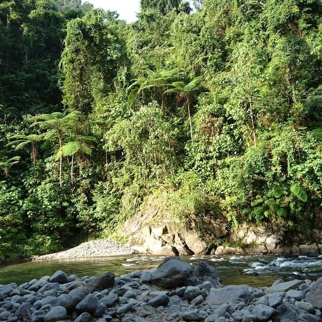 Third camp beside the Bohorok River